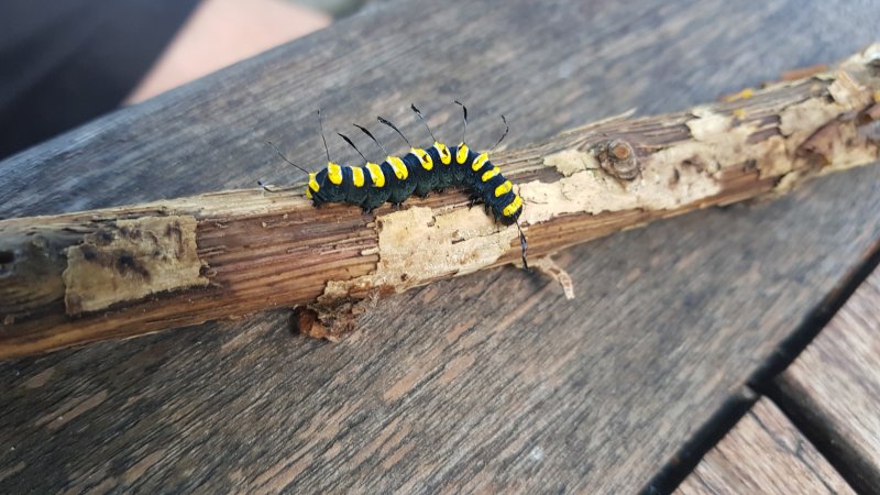 Chenille de la noctuelle de l'Aulne. mon jardin. Bruno Godet